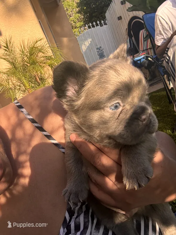 Nehemiah (FLUFFY) ⚜️ – French Bulldog puppy for sale in Fontana, CA