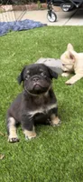 Jacob (FLUFFY FRENCHIE)🎇, a male French Bulldog for sale in Fontana, CA – Photo 2 of 9