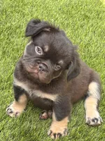 Jacob (FLUFFY FRENCHIE)🎇, a male French Bulldog for sale in Fontana, CA – Photo 1 of 9