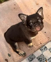 Jacob (FLUFFY FRENCHIE)🎇, a male French Bulldog for sale in Fontana, CA – Photo 4 of 9