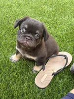 Jacob (FLUFFY FRENCHIE)🎇, a male French Bulldog for sale in Fontana, CA – Photo 5 of 9