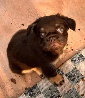 Jacob (FLUFFY FRENCHIE)🎇, a male French Bulldog for sale in Fontana, CA – Photo 3 of 9