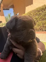 Saul, a male French Bulldog for sale in Fontana, CA – 9 of 10