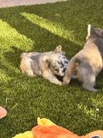 Naomi (Fluffy)⚜️, a female French Bulldog for sale in Fontana, CA – 4 of 7