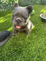Nicholas (FLUFFY) ⚜️, a male French Bulldog for sale in Fontana, CA – 8 of 8
