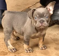 Isaac 💙, a male French Bulldog for sale in Fontana, CA – Photo 4 of 10