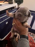 Isaac 💙, a male French Bulldog for sale in Fontana, CA – Photo 6 of 10