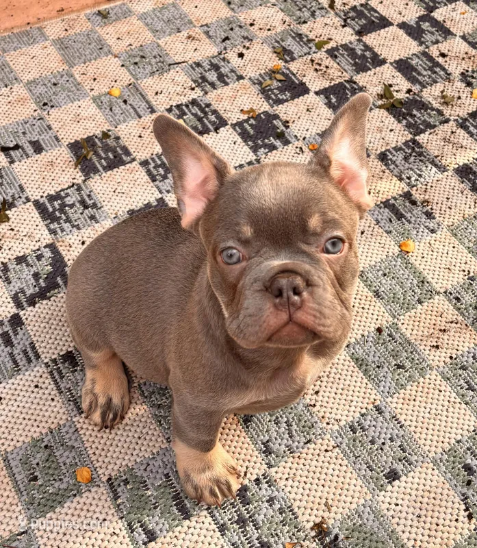 Isaac 💙 – French Bulldog puppy for sale in Fontana, CA