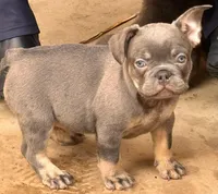 Isaac 💙, a male French Bulldog for sale in Fontana, CA – Photo 3 of 10