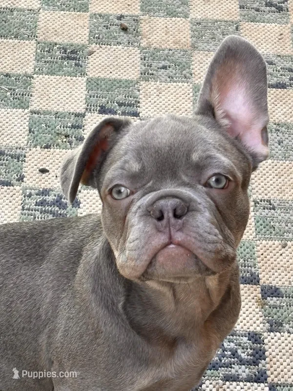 Isaac 💙 – French Bulldog puppy for sale in Fontana, CA