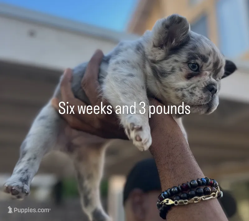 Naomi (Fluffy)⚜️ – French Bulldog puppy for sale in Fontana, CA