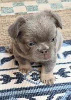 Steve, a male French Bulldog for sale in Fontana, CA – 3 of 10