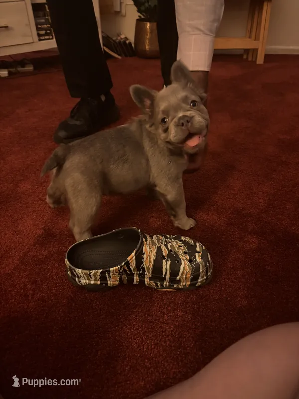 Nehemiah (FLUFFY) ⚜️ – French Bulldog puppy for sale in Fontana, CA