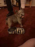 Nehemiah (FLUFFY) ⚜️, a male French Bulldog for sale in Fontana, CA – 2 of 10