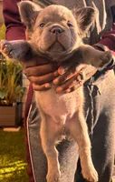 Nehemiah (FLUFFY) ⚜️, a male French Bulldog for sale in Fontana, CA – 7 of 10