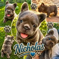 Nicholas (FLUFFY) ⚜️, a male French Bulldog for sale in Fontana, CA – 1 of 8