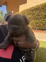 Saul, a male French Bulldog for sale in Fontana, CA – 10 of 10