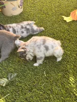 Neavah, a female French Bulldog for sale in Fontana, CA – 5 of 6