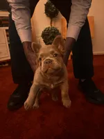 Nehemiah (FLUFFY) ⚜️, a male French Bulldog for sale in Fontana, CA – 6 of 10