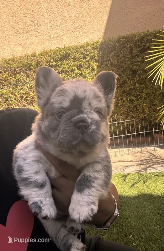 Samantha – French Bulldog puppy for sale in Fontana, CA