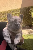 Samantha, a female French Bulldog for sale in Fontana, CA – 3 of 8