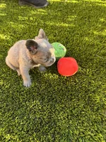 Nehemiah (FLUFFY) ⚜️, a male French Bulldog for sale in Fontana, CA – 3 of 7