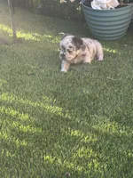 Naomi (Fluffy)⚜️, a female French Bulldog for sale in Fontana, CA – 2 of 7