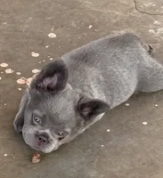 Nehemiah (FLUFFY) ⚜️, a male French Bulldog for sale in Fontana, CA – 8 of 10