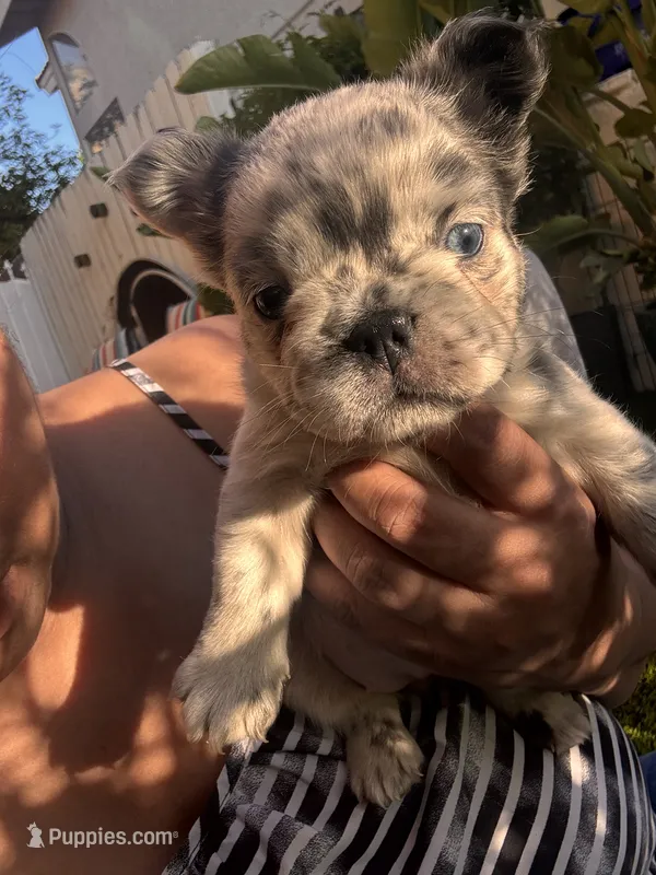 Naomi (Fluffy)⚜️ – French Bulldog puppy for sale in Fontana, CA