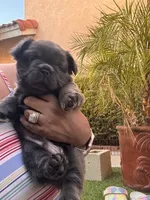 Saul, a male French Bulldog for sale in Fontana, CA – 6 of 10