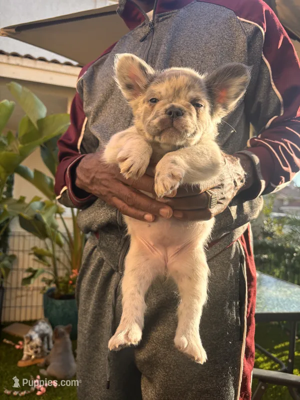 Neavah – French Bulldog puppy on hold in Fontana, CA