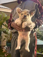 Neavah, a female French Bulldog for sale in Fontana, CA – 1 of 7