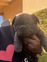 Saul, a male French Bulldog for sale in Fontana, CA – 3 of 10