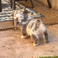 Samantha, a female French Bulldog for sale in Fontana, CA – 5 of 8