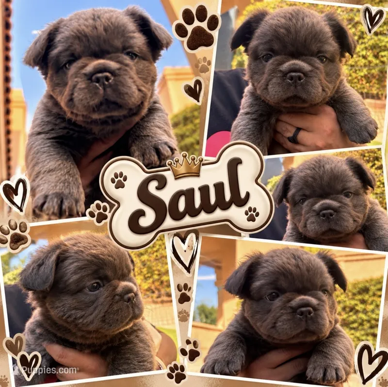 Saul – French Bulldog puppy for sale in Fontana, CA
