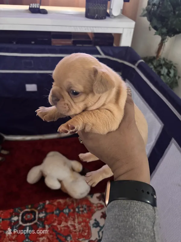 Princess Priscilla 🌹