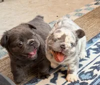 Samantha, a female French Bulldog for sale in Fontana, CA – 7 of 8