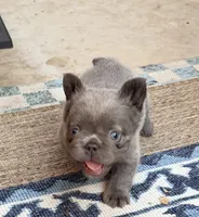 Sabrina, a female French Bulldog for sale in Fontana, CA – 3 of 9