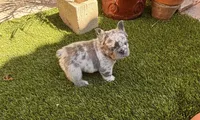 Samantha, a female French Bulldog for sale in Fontana, CA – 4 of 8