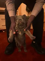 Nehemiah (FLUFFY) ⚜️, a male French Bulldog for sale in Fontana, CA – 5 of 10