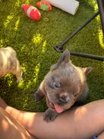 Nathaniel (FLUFFY)⚜️, a male French Bulldog for sale in Fontana, CA – 5 of 6