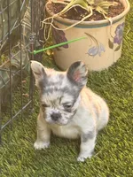 Neavah, a female French Bulldog for sale in Fontana, CA – 4 of 6
