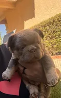 Steve, a male French Bulldog for sale in Fontana, CA – 10 of 10