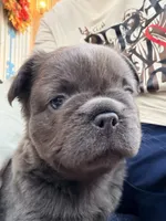 Saul, a male French Bulldog for sale in Fontana, CA – 5 of 10