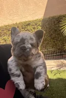 Samantha, a female French Bulldog for sale in Fontana, CA – 2 of 8