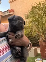 Saul, a male French Bulldog for sale in Fontana, CA – 7 of 10