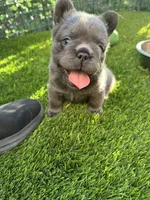 Nicholas (FLUFFY) ⚜️, a male French Bulldog for sale in Fontana, CA – 2 of 8