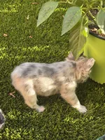 Neavah, a female French Bulldog for sale in Fontana, CA – 3 of 6