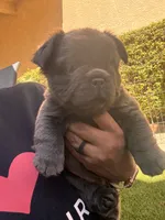 Saul, a male French Bulldog for sale in Fontana, CA – 4 of 10