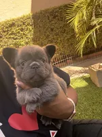 Sabrina, a female French Bulldog for sale in Fontana, CA – 4 of 9
